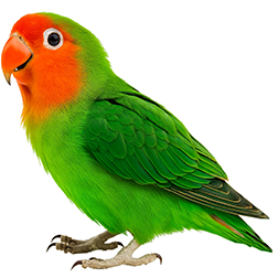 Other / Rare Lovebirds